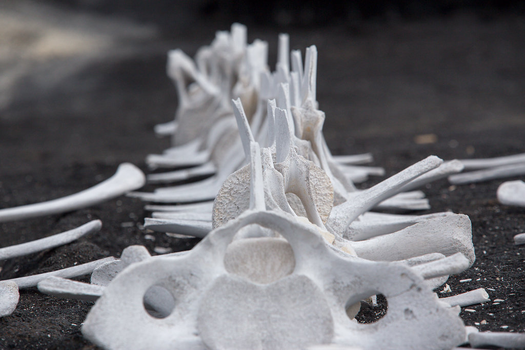 Whale Skeleton