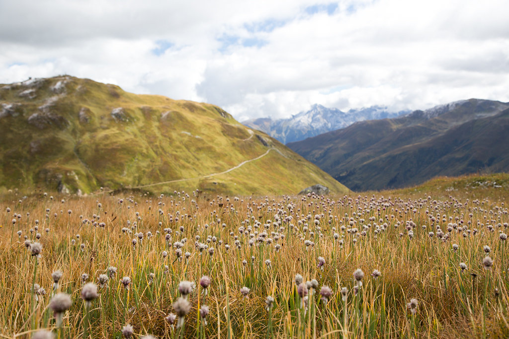 Mountain Meadow